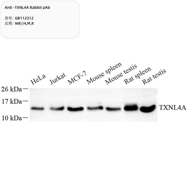 Антитела первичные, поликлональные, TXNL4A, 100 мкл