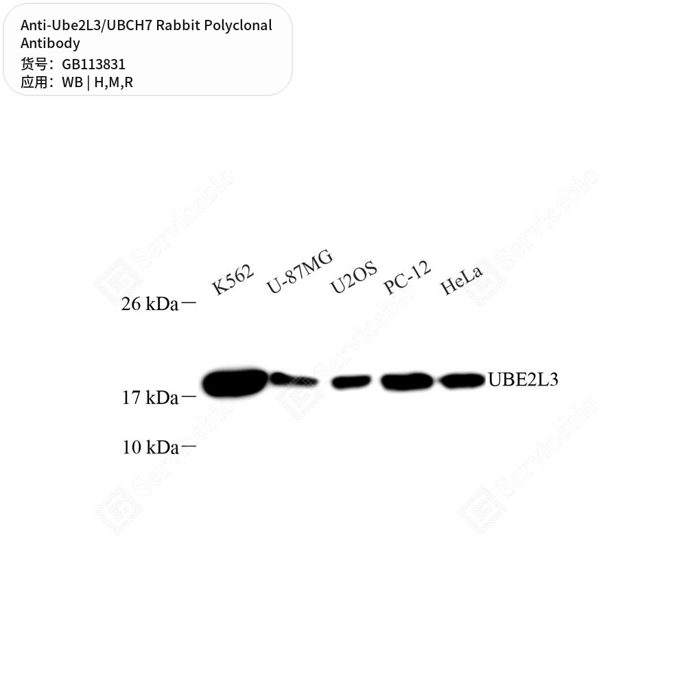 Антитела первичные, поликлональные кролика к Ube2L3/UBCH7 крысы, мыши, человека, 100 мкл
