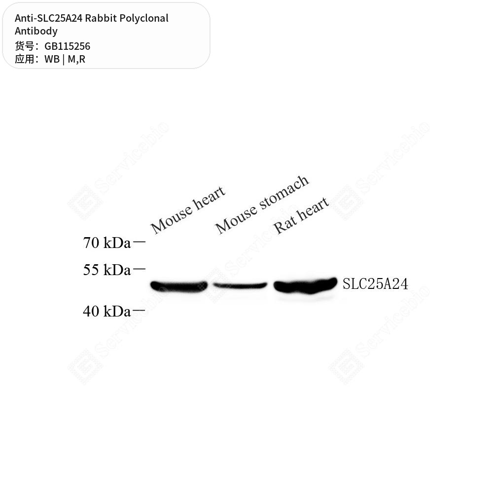 Антитела первичные, поликлональные кролика к SLC25A24 крысы, мыши, 50 мкл