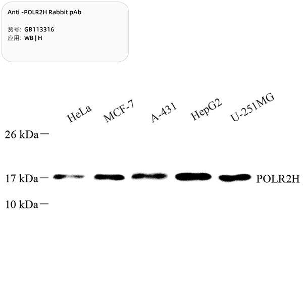 Антитела первичные, поликлональные, POLR2H, 100 мкл