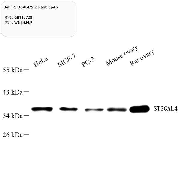 Антитела первичные, поликлональные, ST3GAL4/STZ, 100 мкл
