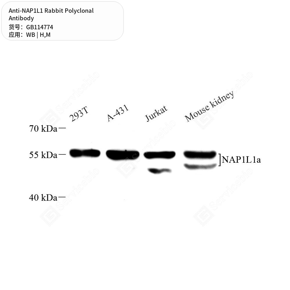 Антитела первичные, поликлональные кролика к NAP1L1 мыши, человека, 100 мкл