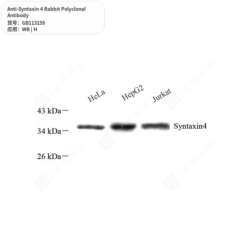 Антитела первичные, поликлональные кролика к Syntaxin 4 человека, 100 мкл