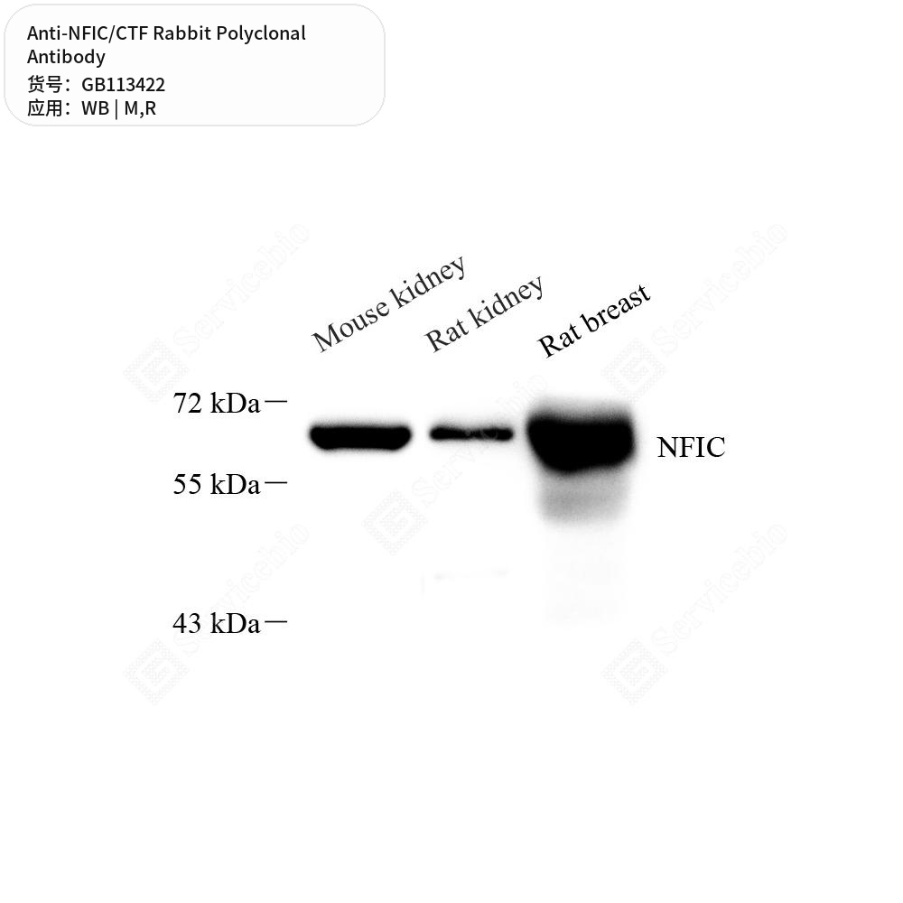 Антитела первичные, поликлональные кролика к NFIC/CTF крысы, мыши, 100 мкл