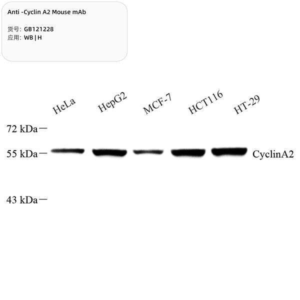 Антитела первичные, моноклональные, Cyclin A2, 100 мкл
