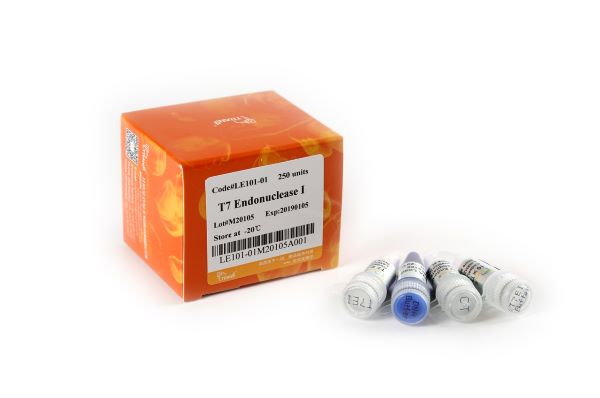 T7 Эндонуклеаза I, 5 х 250 единиц