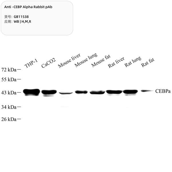 Антитела первичные, поликлональные, CEBP alpha, 100 мкл