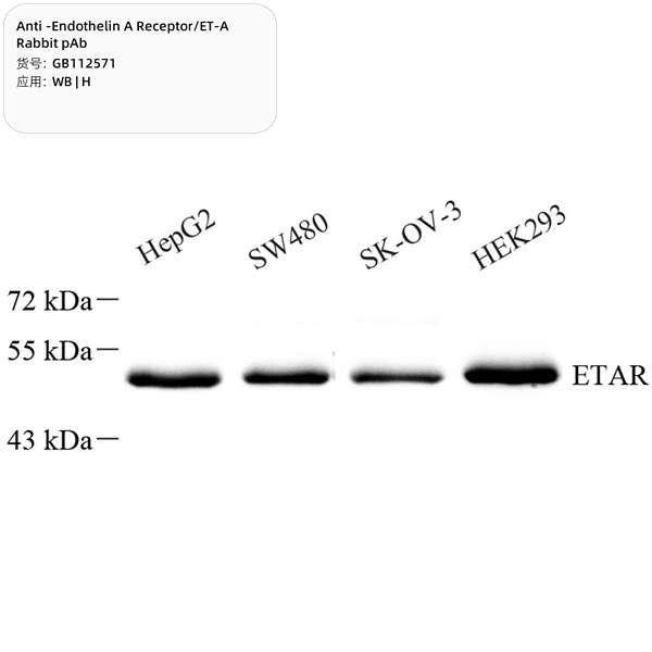 Антитела первичные, поликлональные, Endothelin A Receptor/ET-A, 100 мкл