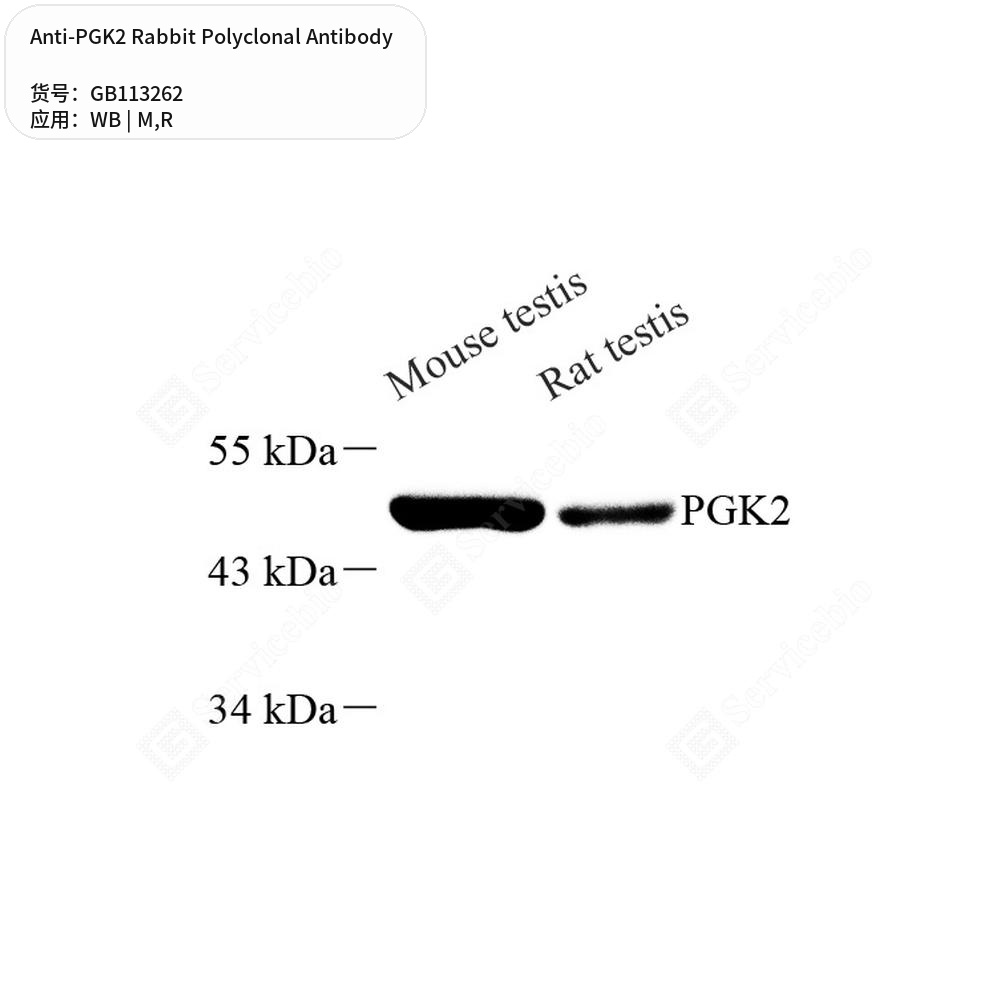 Антитела первичные, поликлональные кролика к PGK2 крысы, мыши, 50 мкл