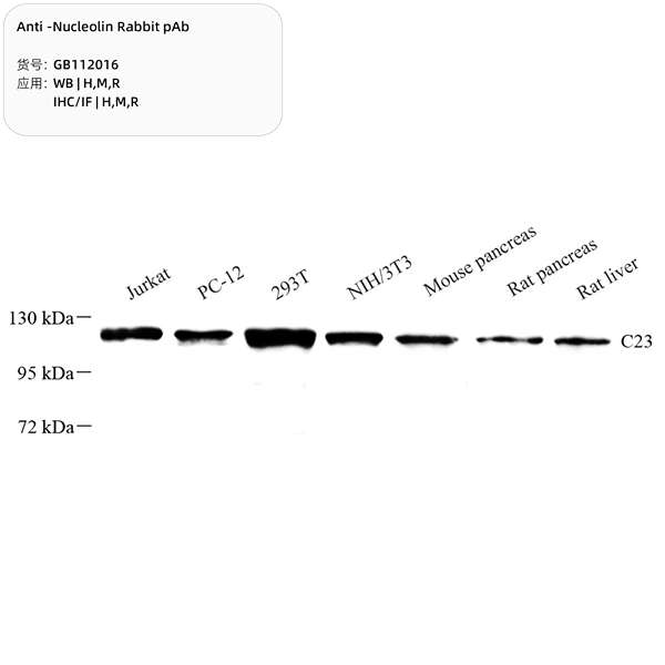 Антитела первичные, поликлональные, Nucleolin, 100 мкл