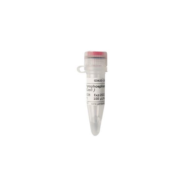 Пирофосфатаза PPase (E.coli), неорганическая, 100 единиц