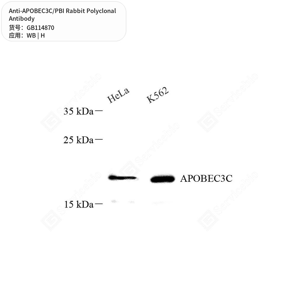 Антитела первичные, поликлональные кролика к APOBEC3C/PBI человека, 50 мкл