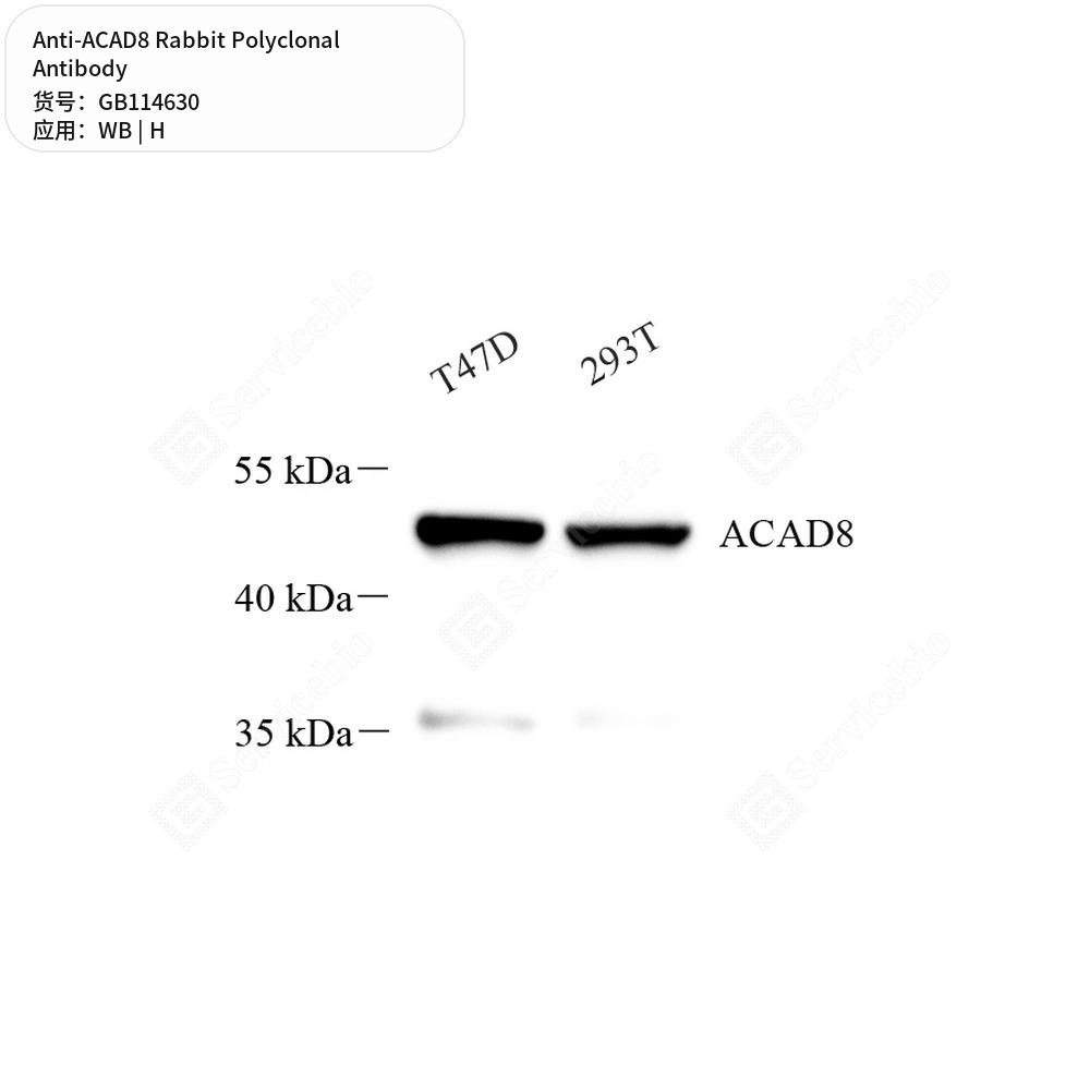 Антитела первичные, поликлональные кролика к ACAD8 человека, 100 мкл