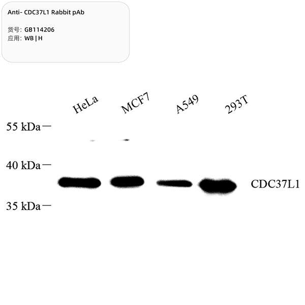 Антитела первичные, поликлональные, CDC37L1, 100 мкл