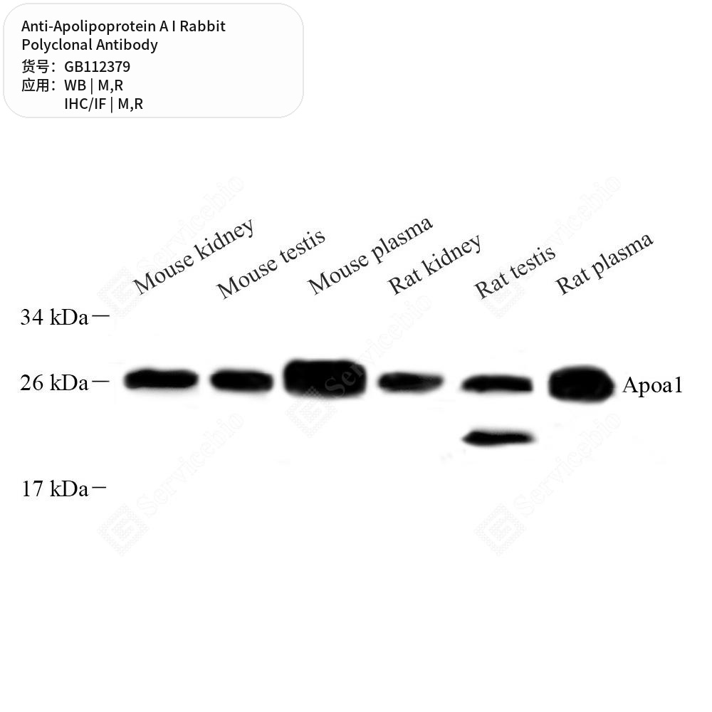 Антитела первичные, поликлональные кролика к Apolipoprotein A I крысы, мыши, 100 мкл