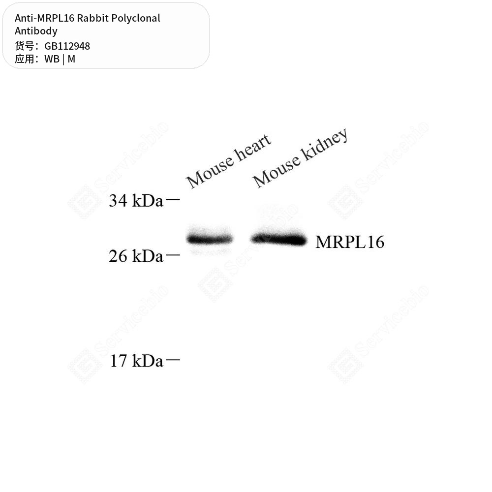 Антитела первичные, поликлональные кролика к MRPL16 мыши, 50 мкл