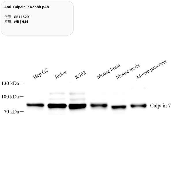 Антитела первичные, поликлональные, Calpain 7, 100 мкл