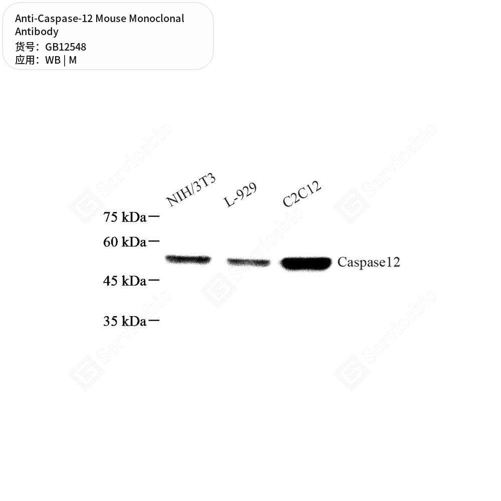 Антитела первичные, моноклональные мыши к Caspase-12 мыши, 50 мкл