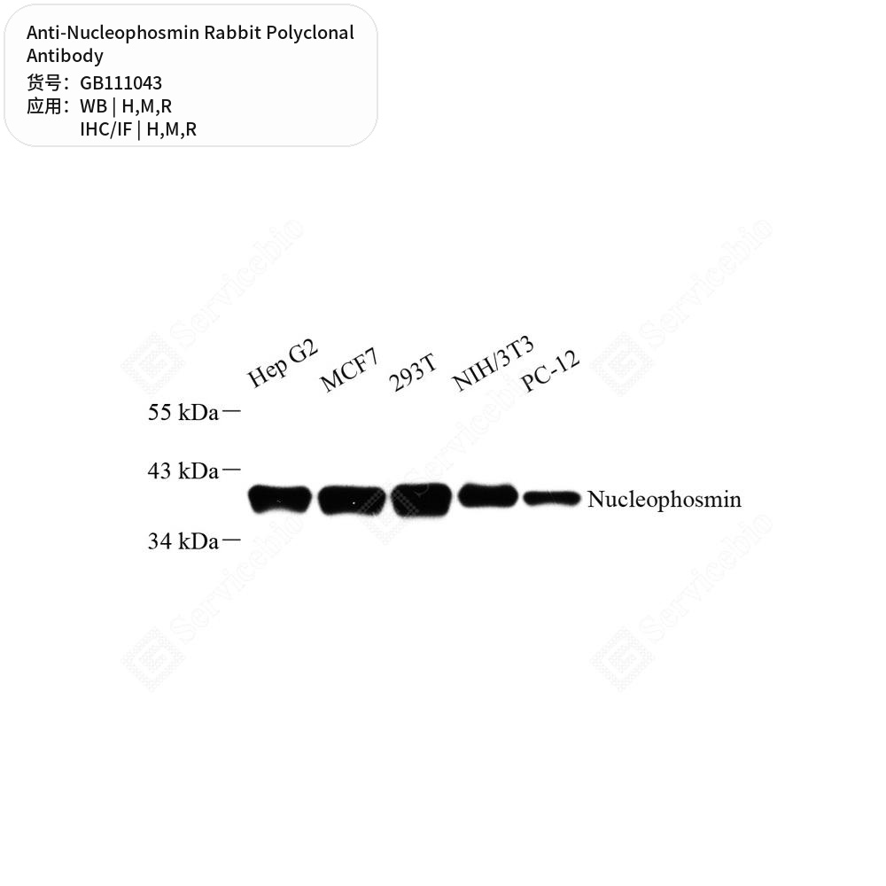 Антитела первичные, поликлональные кролика к Nucleophosmin крысы, мыши, человека, 100 мкл