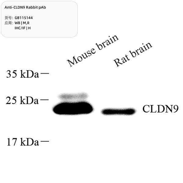 Антитела первичные, поликлональные, CLDN9, 100 мкл