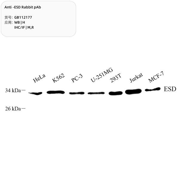 Антитела первичные, поликлональные, ESD, 100 мкл