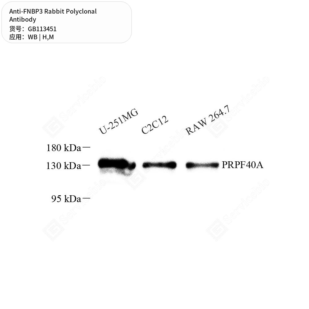 Антитела первичные, поликлональные кролика к FNBP3 мыши, человека, 50 мкл