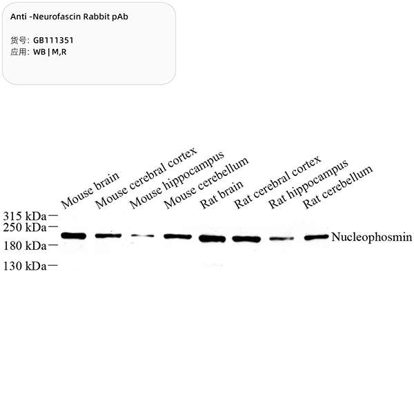 Антитела первичные, поликлональные, Neurofascin, 100 мкл