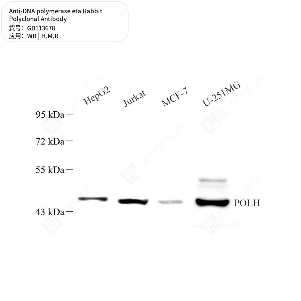 Антитела первичные, поликлональные кролика к DNA polymerase eta крысы, мыши, человека, 100 мкл