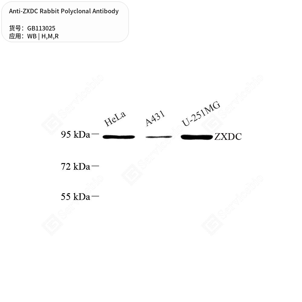 Антитела первичные, поликлональные кролика к ZXDC крысы, мыши, человека, 50 мкл