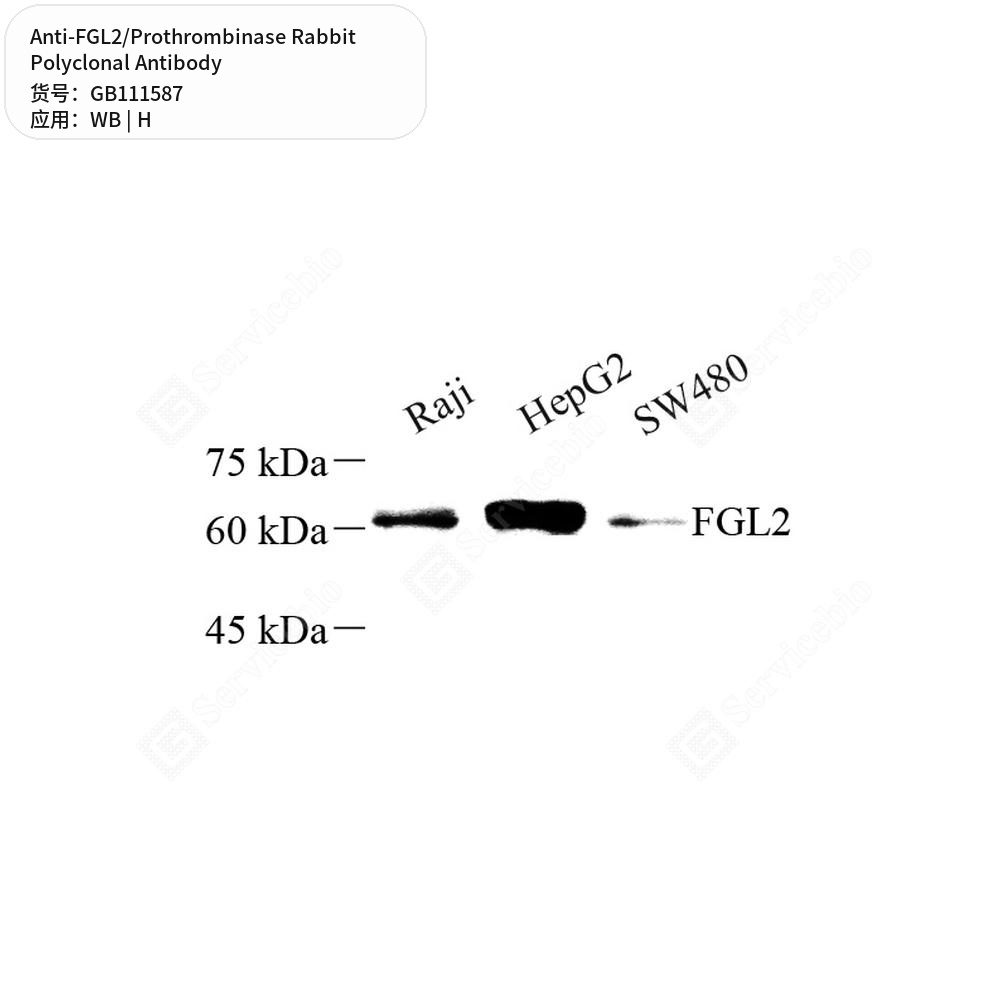 Антитела первичные, поликлональные кролика к FGL2/Prothrombinase человека, 100 мкл