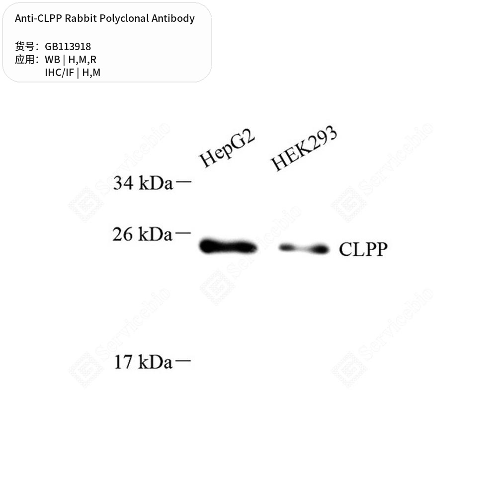 Антитела первичные, поликлональные кролика к CLPP крысы, мыши, человека, 50 мкл