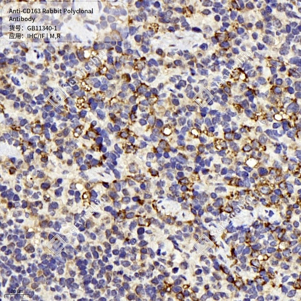 Антитела первичные, поликлональные кролика к CD163 крысы, мыши, 100 мкл
