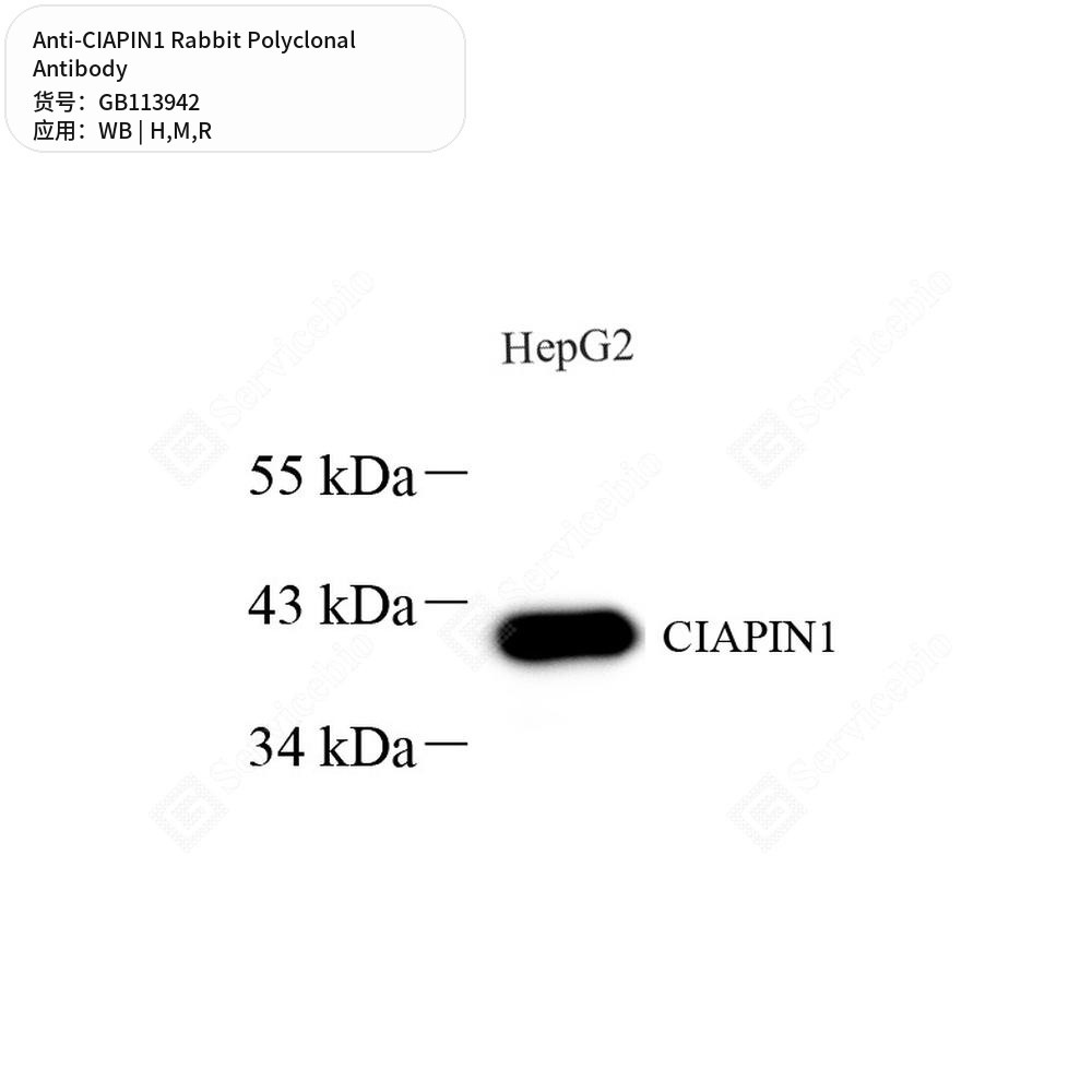 Антитела первичные, поликлональные кролика к CIAPIN1 крысы, мыши, человека, 50 мкл