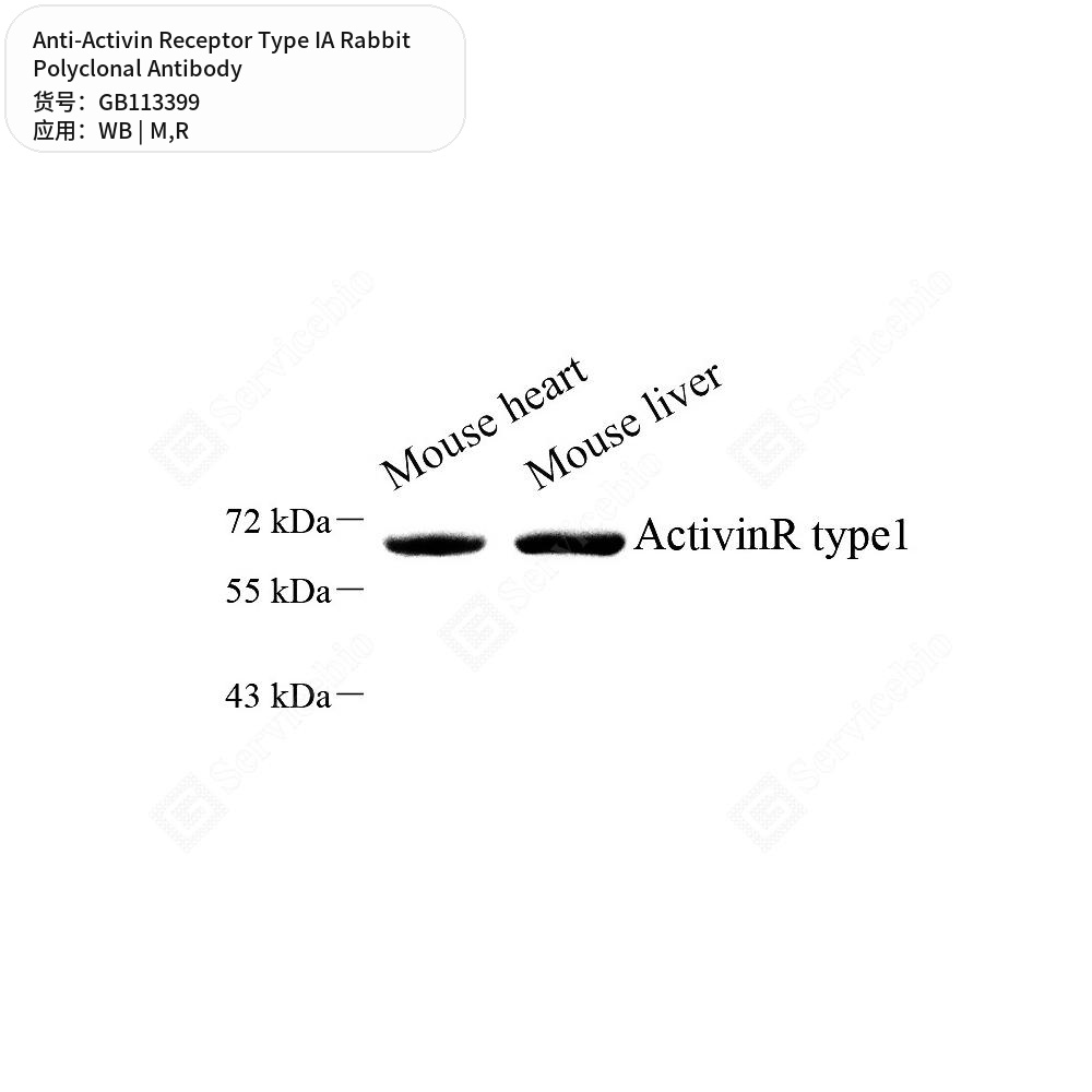 Антитела первичные, поликлональные кролика к Activin Receptor Type IA крысы, мыши, 100 мкл