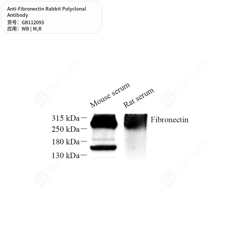 Антитела первичные, поликлональные кролика к Fibronectin крысы, мыши, 100 мкл