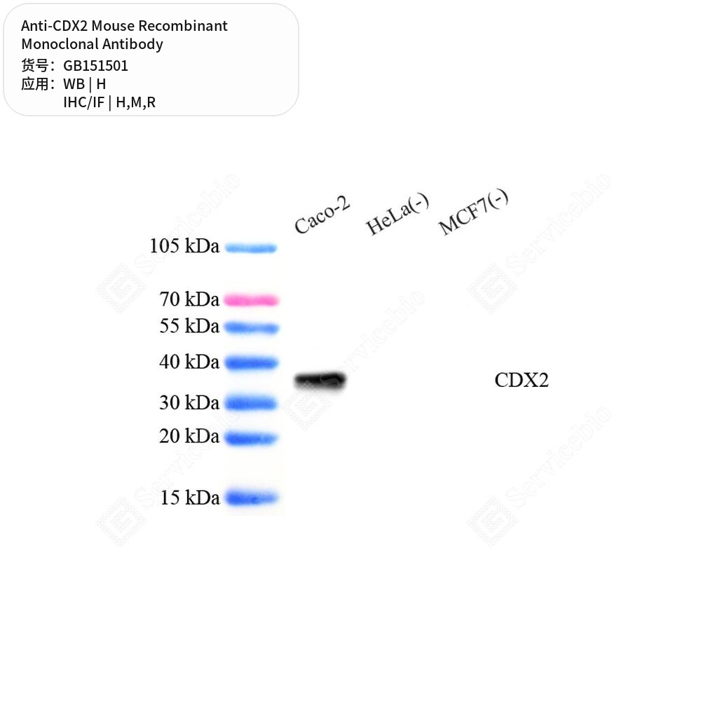 Антитела первичные, моноклональные мыши к CDX2 крысы, мыши, человека, 100 мкл