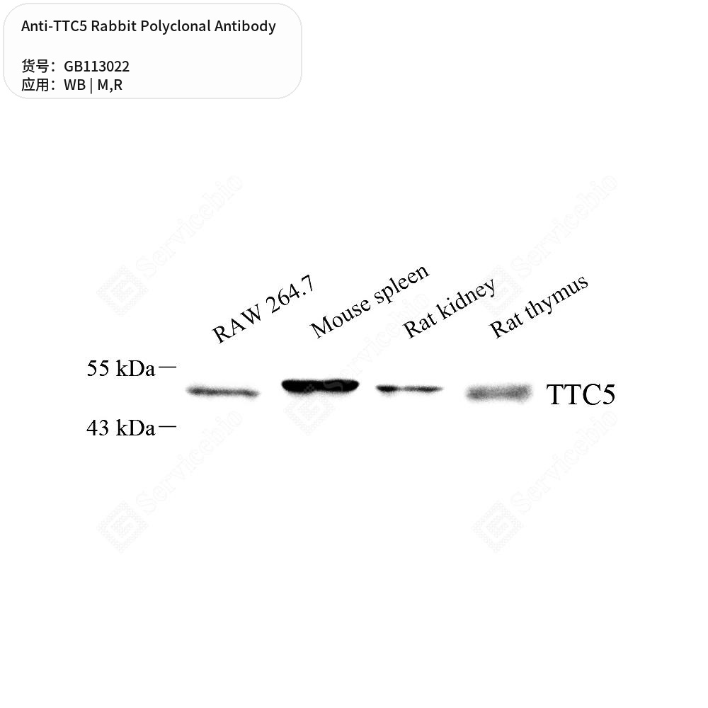 Антитела первичные, поликлональные кролика к TTC5 крысы, мыши, 100 мкл