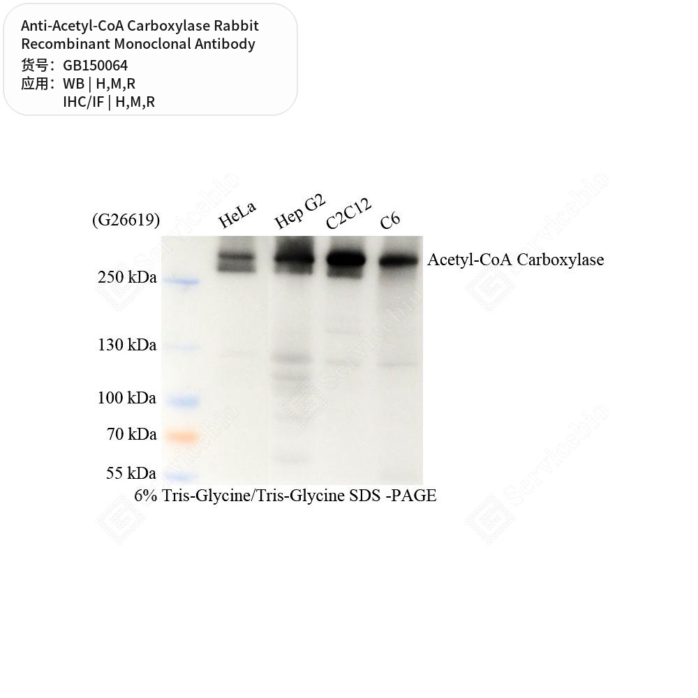 Антитела первичные, моноклональные кролика к Acetyl-CoA Carboxylase крысы, мыши, человека, 50 мкл
