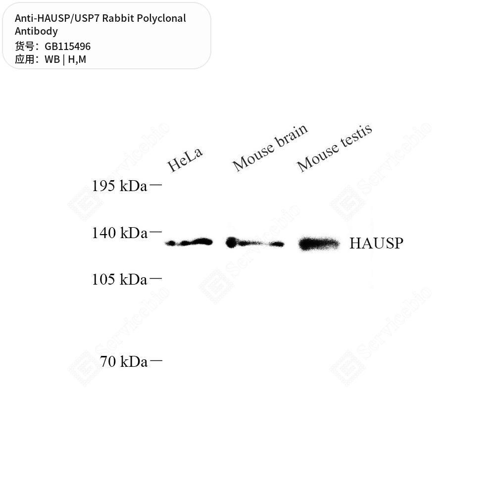 Антитела первичные, поликлональные кролика к HAUSP/USP7 мыши, человека, 50 мкл