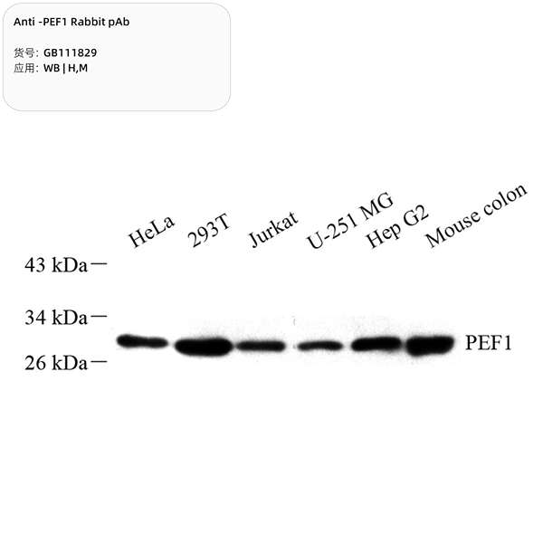 Антитела первичные, поликлональные, PEF1, 100 мкл