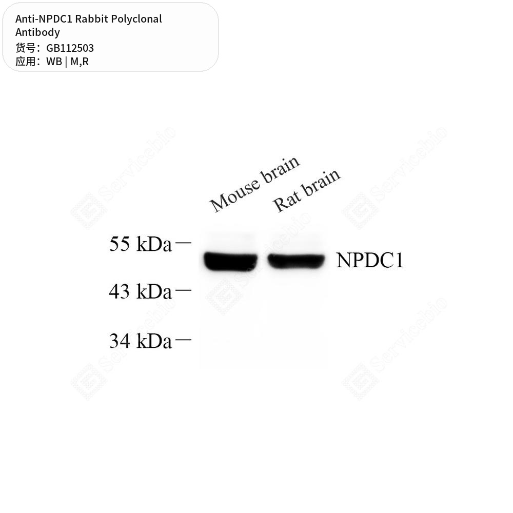 Антитела первичные, поликлональные кролика к NPDC1 крысы, мыши, 100 мкл