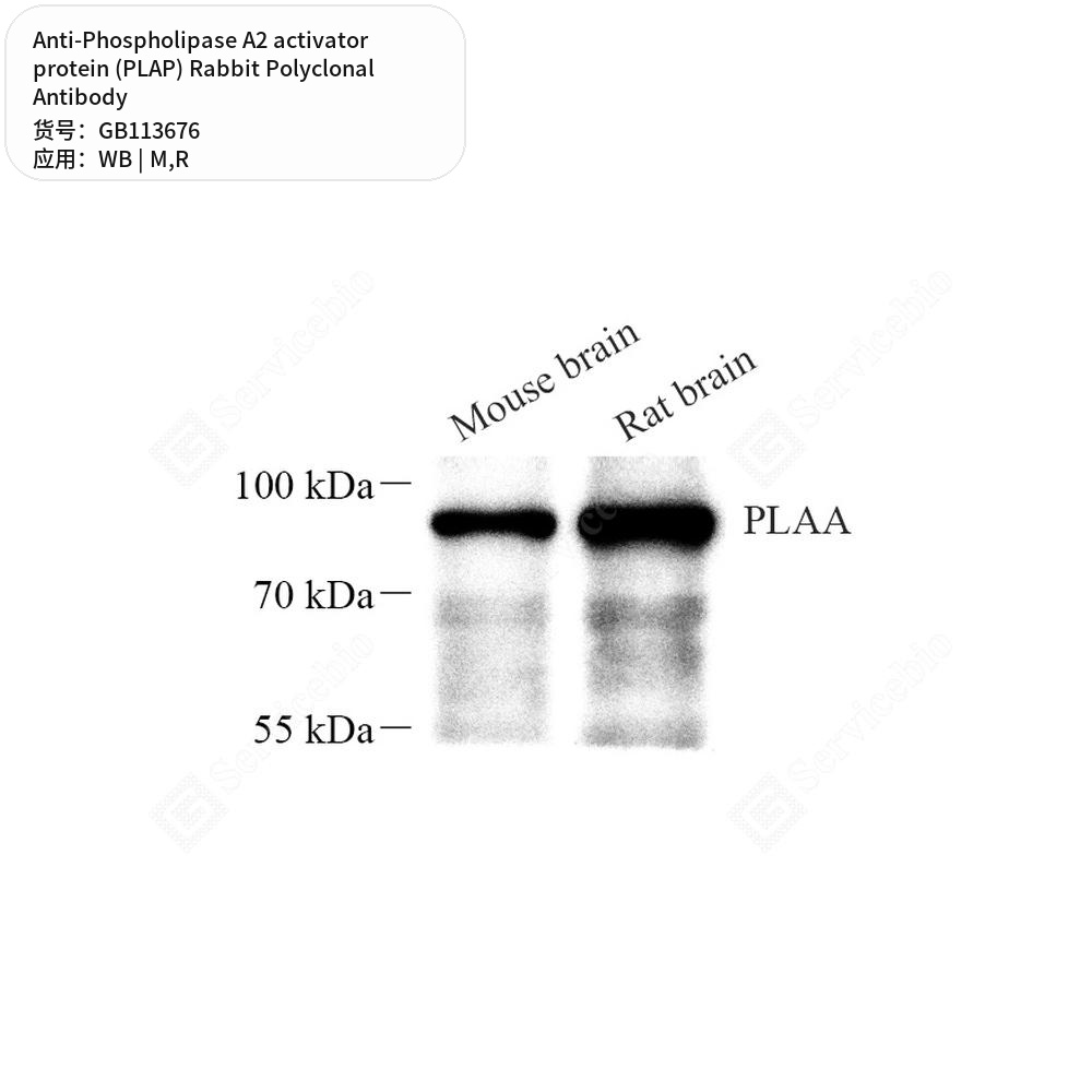 Антитела первичные, поликл. кролика к Phospholipase A2 activator protein (PLAP) крысы, мыши, 50 мкл