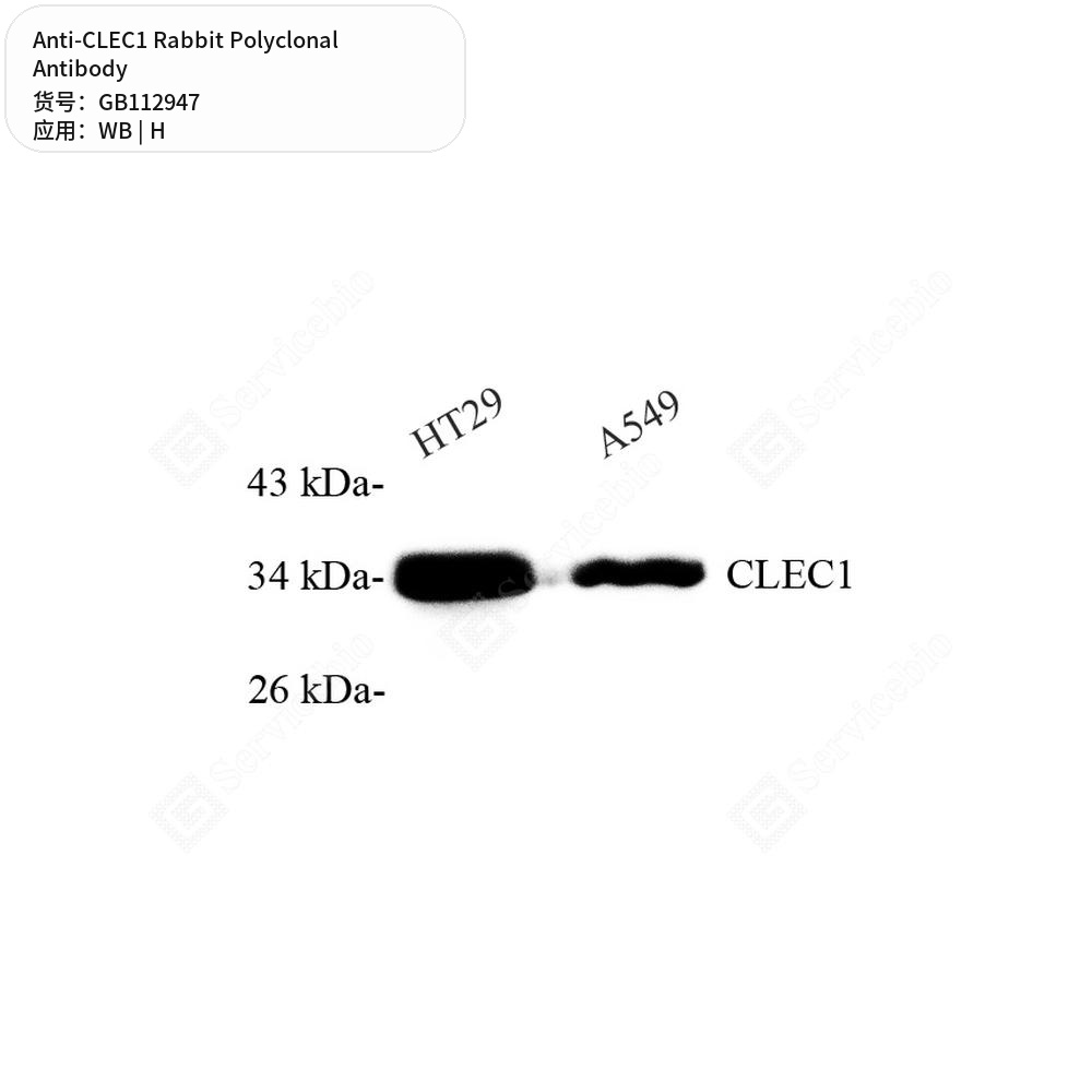 Антитела первичные, поликлональные кролика к CLEC1 человека, 100 мкл