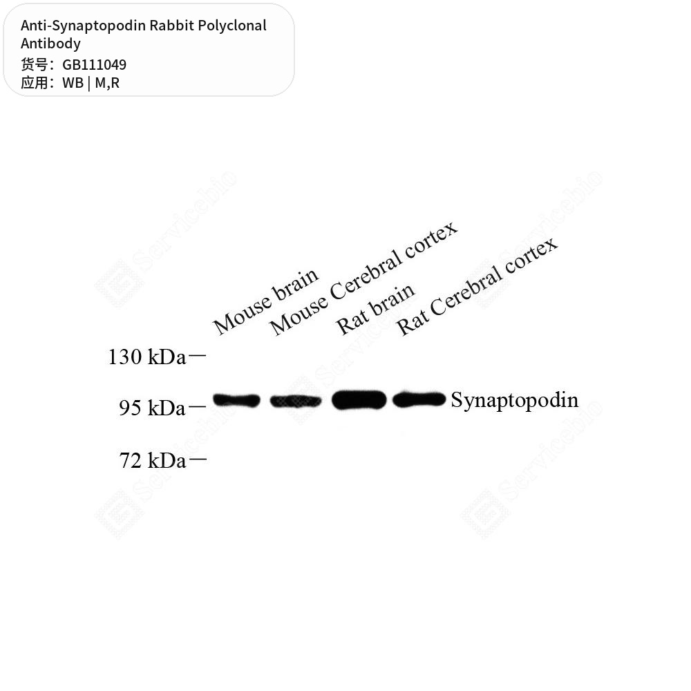 Антитела первичные, поликлональные кролика к Synaptopodin крысы, мыши, 100 мкл