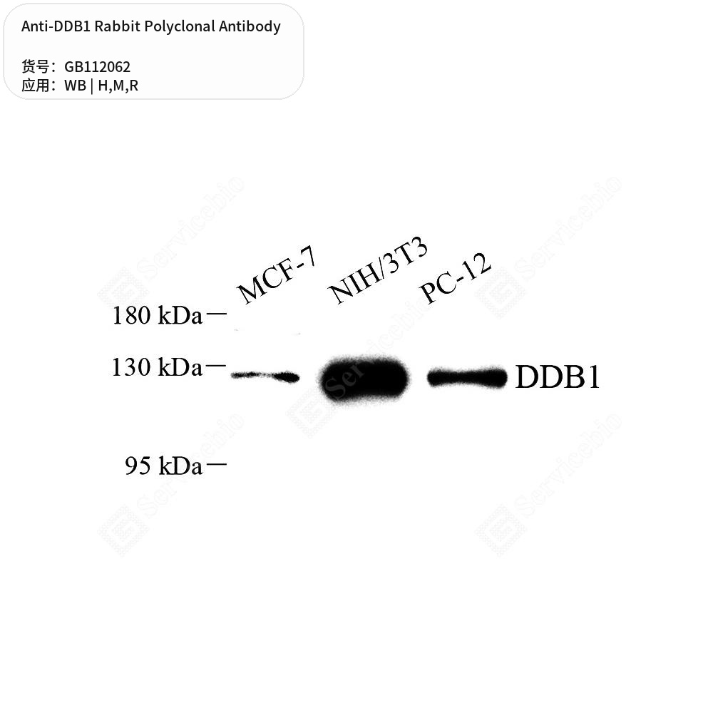 Антитела первичные, поликлональные кролика к DDB1 крысы, мыши, человека, 100 мкл