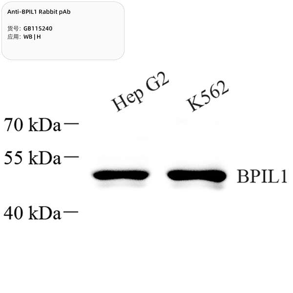 Антитела первичные, поликлональные, BPIL1, 100 мкл