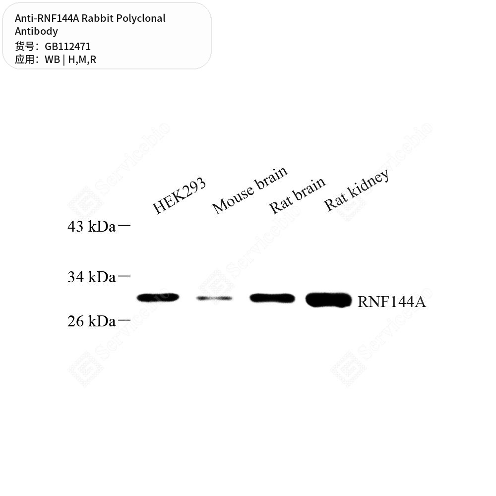 Антитела первичные, поликлональные кролика к RNF144A крысы, мыши, человека, 100 мкл