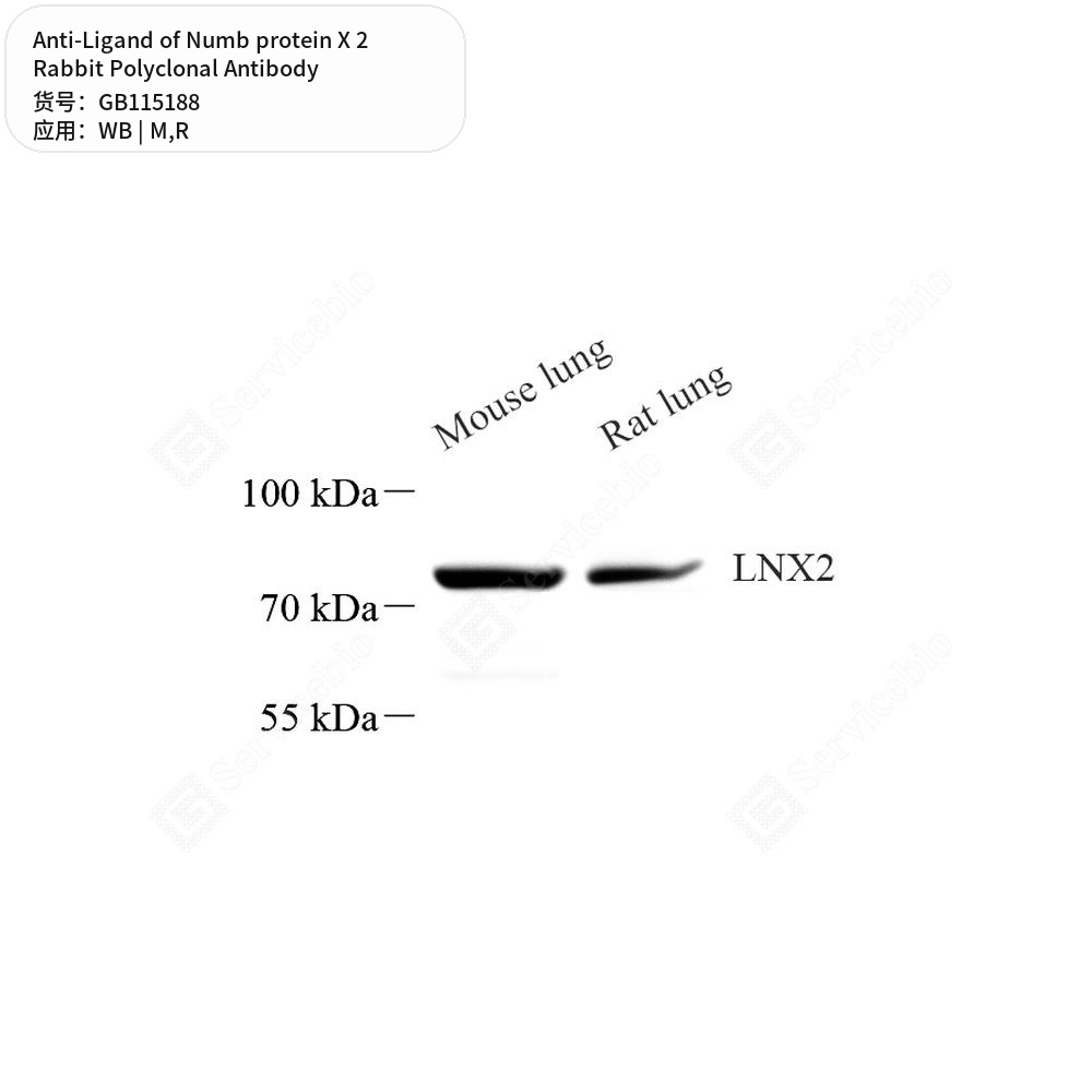 Антитела первичные, поликлональные кролика к Ligand of Numb protein X 2 крысы, мыши, 50 мкл