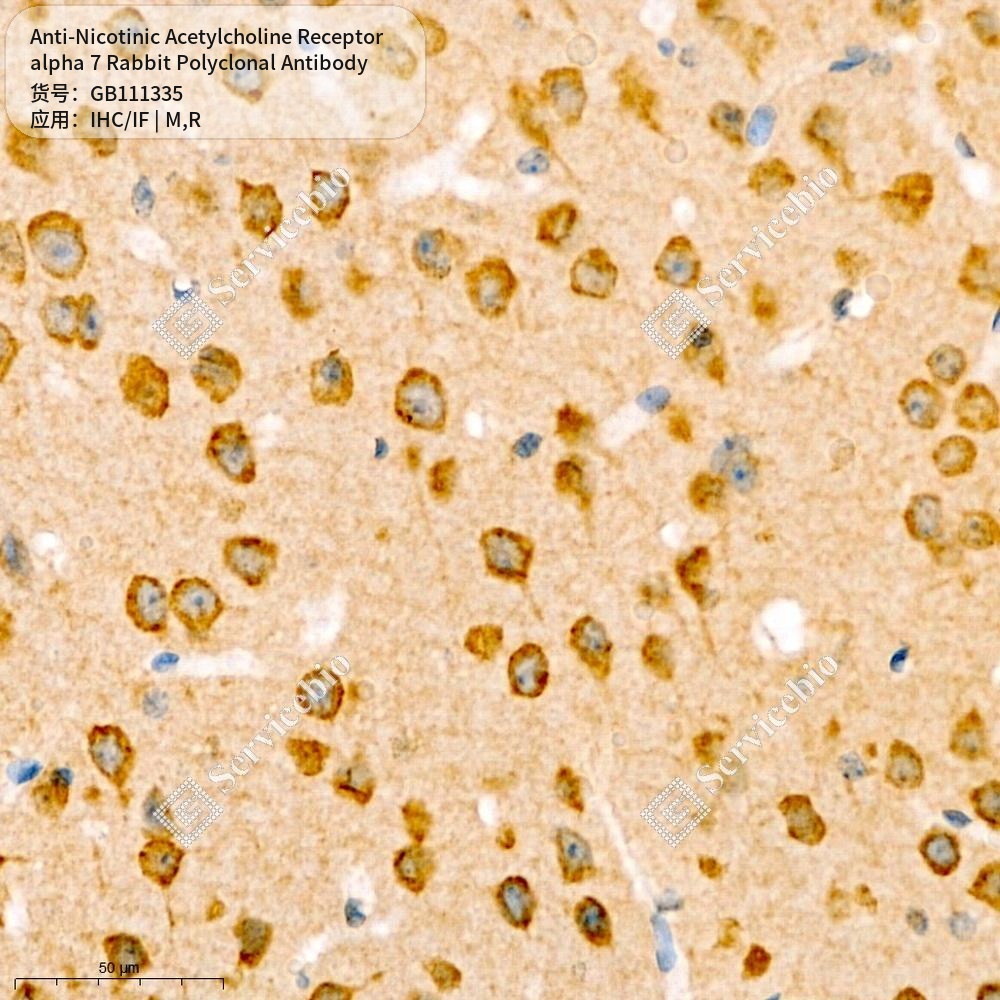 Антитела первичные, поликл. кролика к Nicotinic Acetylcholine Receptor alpha 7 крысы, мыши, 100 мкл