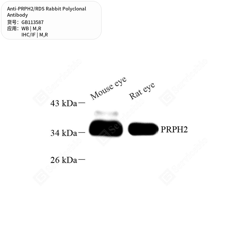 Антитела первичные, поликлональные кролика к PRPH2/RDS крысы, мыши, 50 мкл